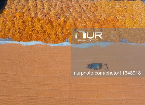 A farmer dries corn in Liaocheng, China, on October 8, 2024. 