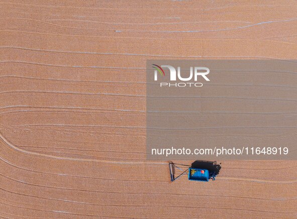 A farmer dries corn in Liaocheng, China, on October 8, 2024. 