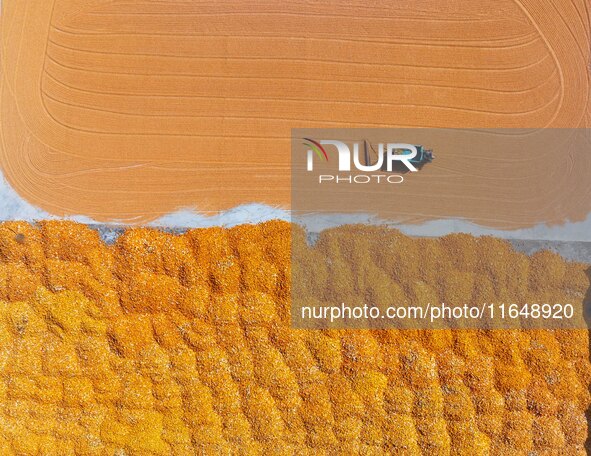 A farmer dries corn in Liaocheng, China, on October 8, 2024. 