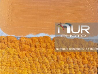 A farmer dries corn in Liaocheng, China, on October 8, 2024. (