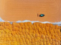 A farmer dries corn in Liaocheng, China, on October 8, 2024. (