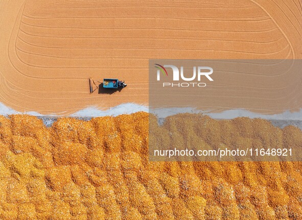 A farmer dries corn in Liaocheng, China, on October 8, 2024. 