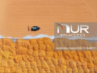 A farmer dries corn in Liaocheng, China, on October 8, 2024. (