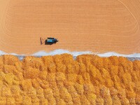 A farmer dries corn in Liaocheng, China, on October 8, 2024. (