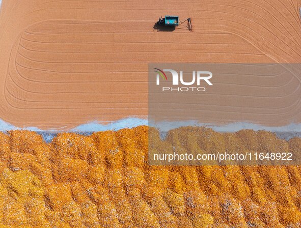 A farmer dries corn in Liaocheng, China, on October 8, 2024. 