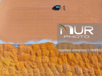 A farmer dries corn in Liaocheng, China, on October 8, 2024. (