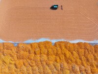 A farmer dries corn in Liaocheng, China, on October 8, 2024. (