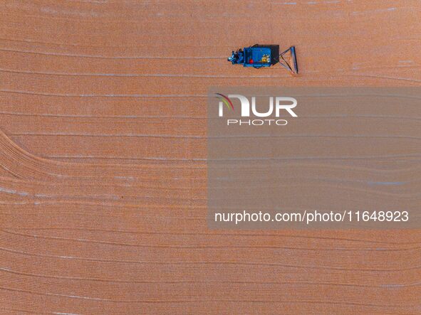 A farmer dries corn in Liaocheng, China, on October 8, 2024. 