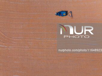 A farmer dries corn in Liaocheng, China, on October 8, 2024. (