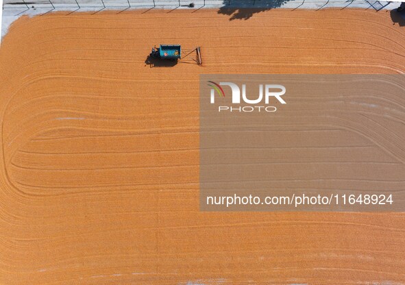 A farmer dries corn in Liaocheng, China, on October 8, 2024. 