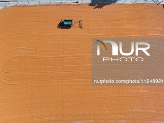 A farmer dries corn in Liaocheng, China, on October 8, 2024. (