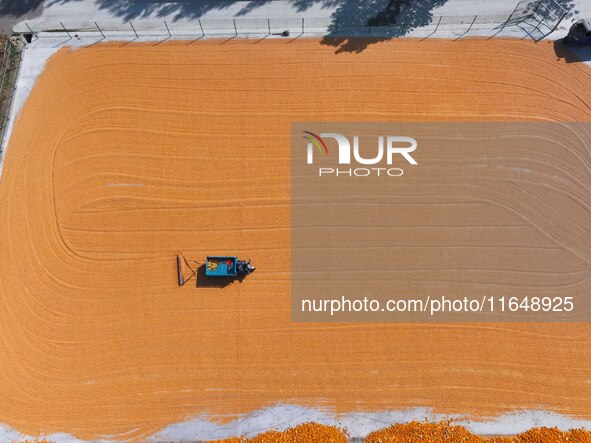 A farmer dries corn in Liaocheng, China, on October 8, 2024. 