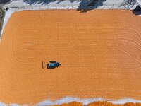 A farmer dries corn in Liaocheng, China, on October 8, 2024. (