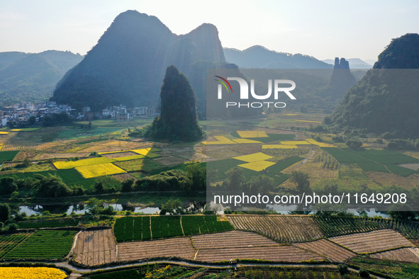 A photo taken in Guilin, China, on October 7, 2024, shows the colorful rice landscape in autumn in South China's Guangxi Zhuang Autonomous r...