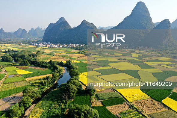 A photo taken in Guilin, China, on October 7, 2024, shows the colorful rice landscape in autumn in South China's Guangxi Zhuang Autonomous r...