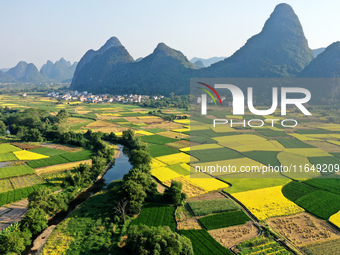 A photo taken in Guilin, China, on October 7, 2024, shows the colorful rice landscape in autumn in South China's Guangxi Zhuang Autonomous r...