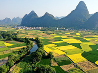 A photo taken in Guilin, China, on October 7, 2024, shows the colorful rice landscape in autumn in South China's Guangxi Zhuang Autonomous r...