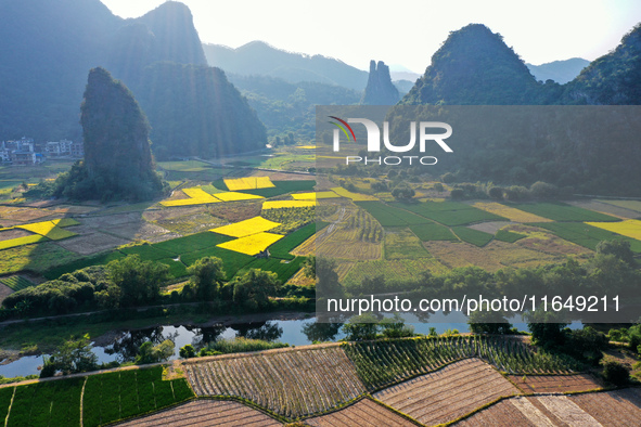 A photo taken in Guilin, China, on October 7, 2024, shows the colorful rice landscape in autumn in South China's Guangxi Zhuang Autonomous r...