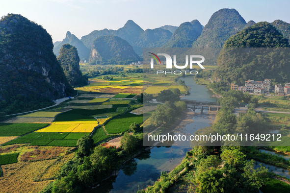 A photo taken in Guilin, China, on October 7, 2024, shows the colorful rice landscape in autumn in South China's Guangxi Zhuang Autonomous r...