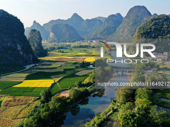 A photo taken in Guilin, China, on October 7, 2024, shows the colorful rice landscape in autumn in South China's Guangxi Zhuang Autonomous r...