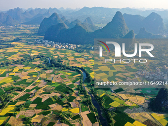 A photo taken in Guilin, China, on October 7, 2024, shows the colorful rice landscape in autumn in South China's Guangxi Zhuang Autonomous r...