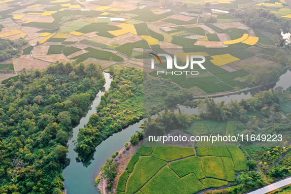 A photo taken in Guilin, China, on October 7, 2024, shows the colorful rice landscape in autumn in South China's Guangxi Zhuang Autonomous r...