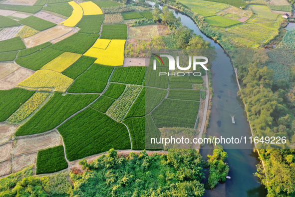 A photo taken in Guilin, China, on October 7, 2024, shows the colorful rice landscape in autumn in South China's Guangxi Zhuang Autonomous r...