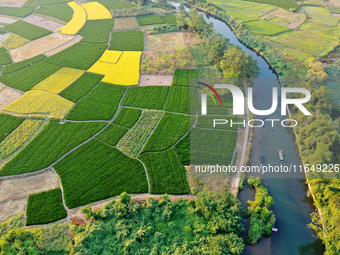 A photo taken in Guilin, China, on October 7, 2024, shows the colorful rice landscape in autumn in South China's Guangxi Zhuang Autonomous r...