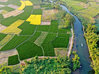 A photo taken in Guilin, China, on October 7, 2024, shows the colorful rice landscape in autumn in South China's Guangxi Zhuang Autonomous r...