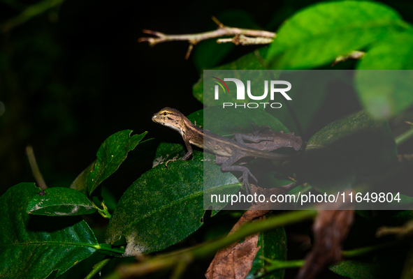 A baby Changeable Lizard (Calotes versicolor), also known as the Oriental Garden Lizard, is camouflaged on a lime tree branch beside some le...