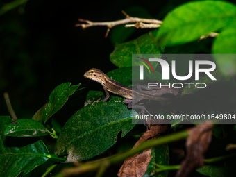 A baby Changeable Lizard (Calotes versicolor), also known as the Oriental Garden Lizard, is camouflaged on a lime tree branch beside some le...