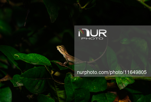 A baby Changeable Lizard (Calotes versicolor), also known as the Oriental Garden Lizard, is camouflaged on a lime tree branch beside some le...