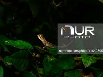 A baby Changeable Lizard (Calotes versicolor), also known as the Oriental Garden Lizard, is camouflaged on a lime tree branch beside some le...