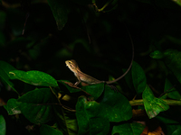 A baby Changeable Lizard (Calotes versicolor), also known as the Oriental Garden Lizard, is camouflaged on a lime tree branch beside some le...