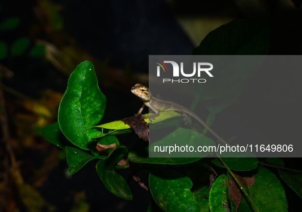 A baby Changeable Lizard (Calotes versicolor), also known as the Oriental Garden Lizard, is camouflaged on a lime tree branch beside some le...