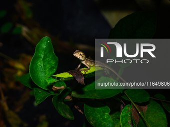 A baby Changeable Lizard (Calotes versicolor), also known as the Oriental Garden Lizard, is camouflaged on a lime tree branch beside some le...