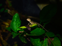 A baby Changeable Lizard (Calotes versicolor), also known as the Oriental Garden Lizard, is camouflaged on a lime tree branch beside some le...