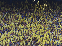 Fans of Boca Juniors cheer for their team before a Liga Profesional match between Boca Juniors and River Plate at Alberto J. Armando Stadium...