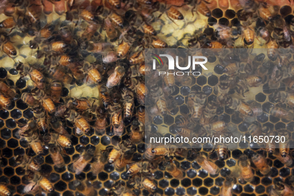 Honeybees are on a honeycomb at a honey farm in Markham, Ontario, Canada, on October 5, 2024. 