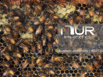 Honeybees are on a honeycomb at a honey farm in Markham, Ontario, Canada, on October 5, 2024. (