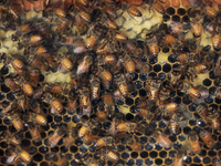 Honeybees are on a honeycomb at a honey farm in Markham, Ontario, Canada, on October 5, 2024. (