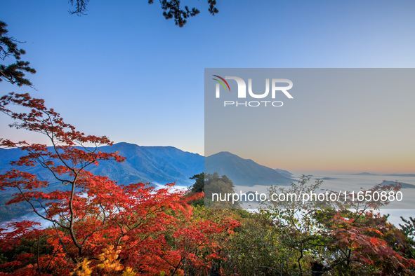 Maple leaves are in full bloom in the sea of clouds in Dandong, Liaoning province, China, on October 3, 2024. 