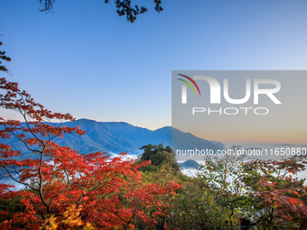 Maple leaves are in full bloom in the sea of clouds in Dandong, Liaoning province, China, on October 3, 2024. (