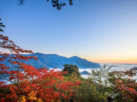 Maple leaves are in full bloom in the sea of clouds in Dandong, Liaoning province, China, on October 3, 2024. (