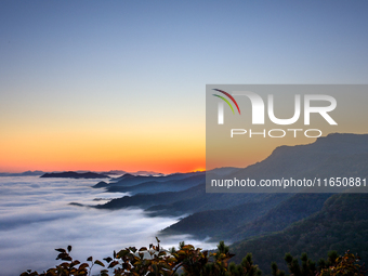 Maple leaves are in full bloom in the sea of clouds in Dandong, Liaoning province, China, on October 3, 2024. (