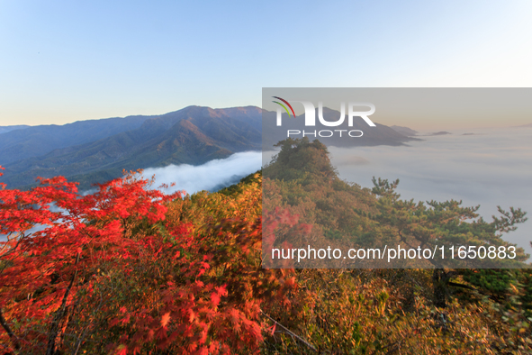 Maple leaves are in full bloom in the sea of clouds in Dandong, Liaoning province, China, on October 3, 2024. 