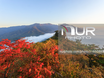 Maple leaves are in full bloom in the sea of clouds in Dandong, Liaoning province, China, on October 3, 2024. (