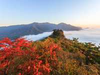 Maple leaves are in full bloom in the sea of clouds in Dandong, Liaoning province, China, on October 3, 2024. (