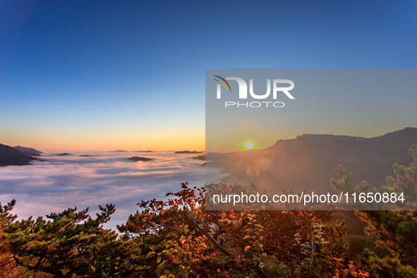 Maple leaves are in full bloom in the sea of clouds in Dandong, Liaoning province, China, on October 3, 2024. 