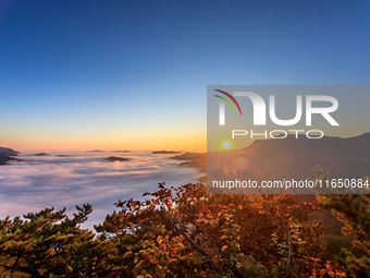 Maple leaves are in full bloom in the sea of clouds in Dandong, Liaoning province, China, on October 3, 2024. (